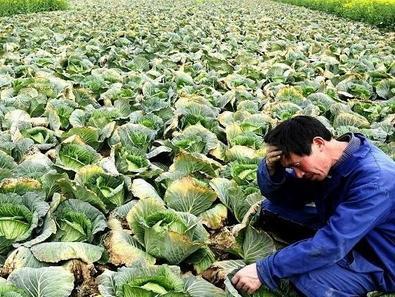 農產品滯銷加劇，這3個原因是根本，農民必須了解